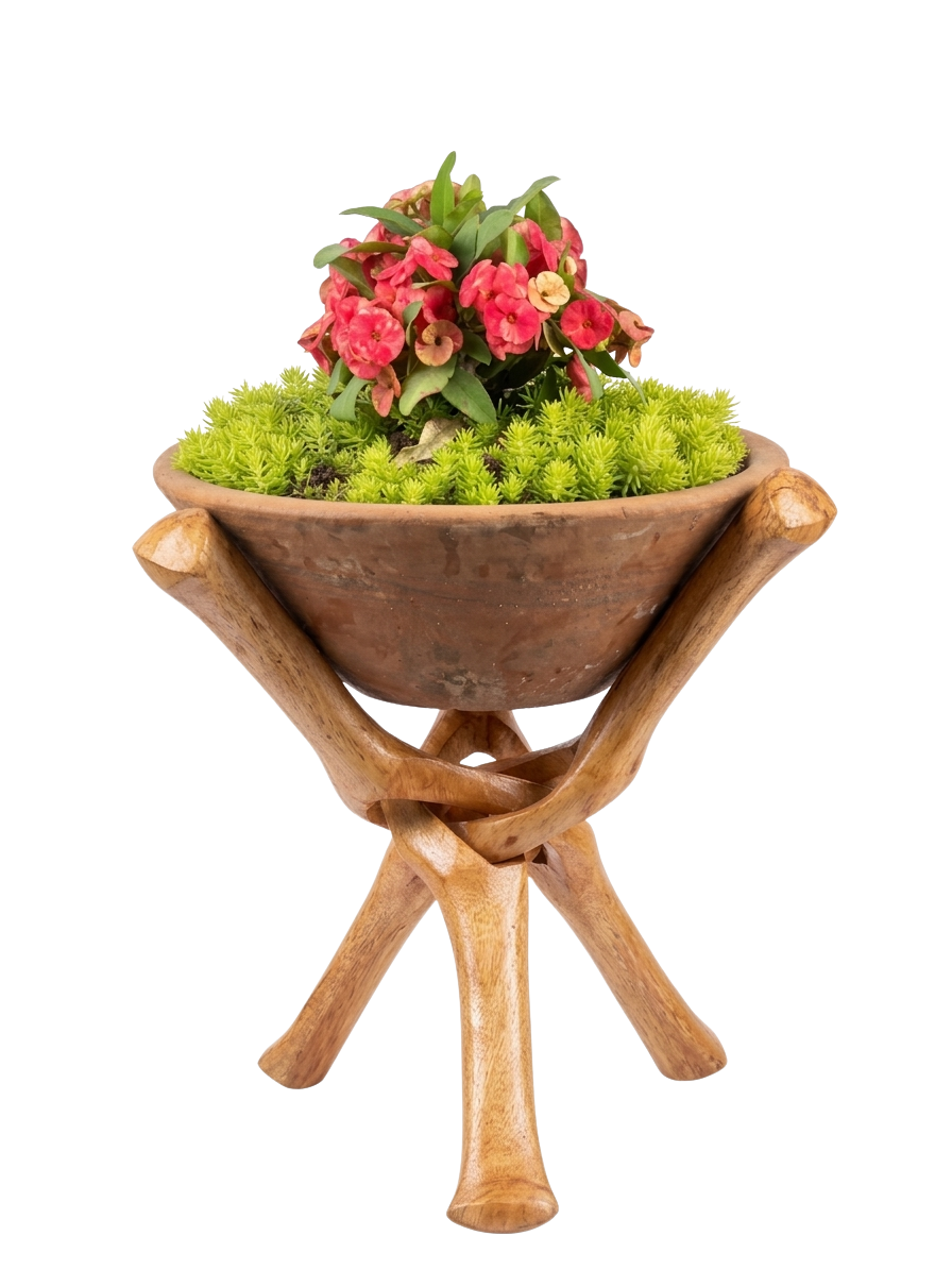 Euphorbia milii