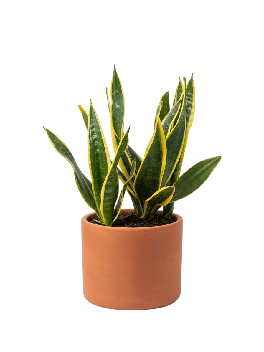 Sansevieria